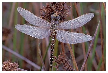 ../Images/dragonfly12.jpg
