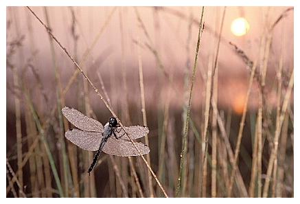 ../Images/dragonfly29.jpg