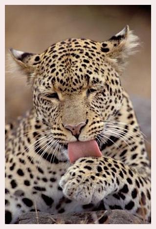 ../Images/leoparden025.jpg